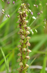 Orchis anthropophora