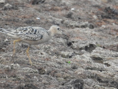 Calidris subruficollis