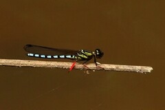 Platycypha lacustris