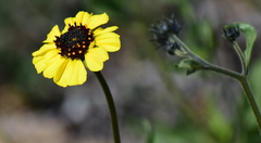 Encelia canescens