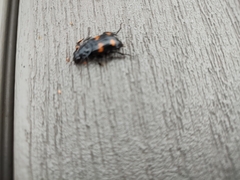 Nicrophorus orbicollis