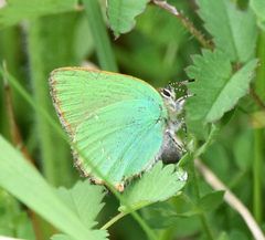 Callophrys rubi