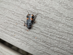 Nicrophorus orbicollis