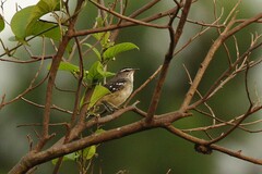 Cercotrichas hartlaubi