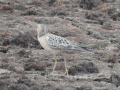 Calidris subruficollis