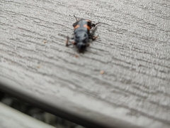 Nicrophorus orbicollis