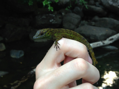 Anolis evermanni