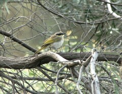 Gavicalis virescens