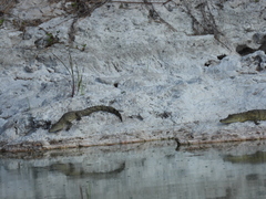 Crocodylus moreletii