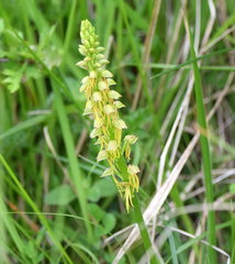 Orchis anthropophora