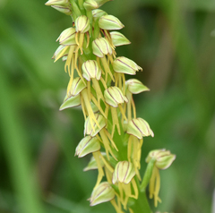 Orchis anthropophora