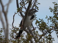 Amphispiza bilineata
