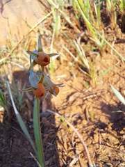 Tulbaghia acutiloba