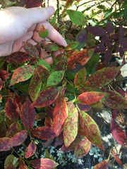 Vaccinium corymbosum