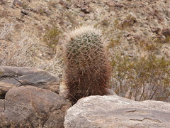 Ferocactus cylindraceus