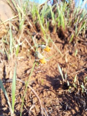 Tulbaghia acutiloba