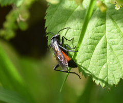 Macrophya annulata