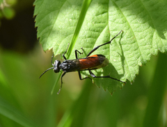 Macrophya annulata