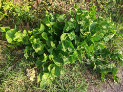 Armoracia rusticana