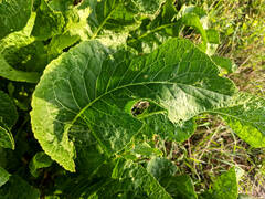 Armoracia rusticana