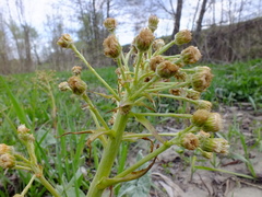 Petasites spurius