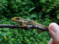 Anolis krugi