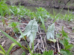 Petasites spurius
