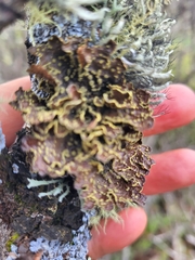 Pseudocyphellaria hawaiiensis