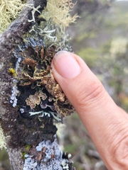 Pseudocyphellaria hawaiiensis