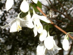 Pseudothyris sepulchralis
