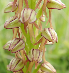 Orchis anthropophora