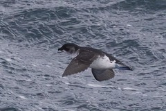 Pelecanoides georgicus