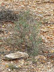 Launaea arborescens