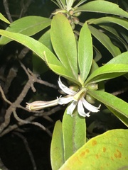 Scaevola procera
