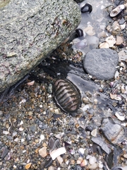 Chiton granosus