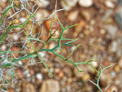 Launaea arborescens