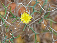 Launaea arborescens