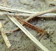 Lithobiomorpha
