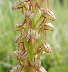 Orchis anthropophora