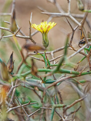 Launaea arborescens