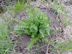 Carduus crispus