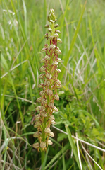 Orchis anthropophora
