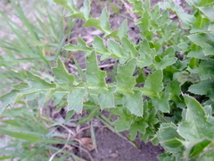 Carduus crispus