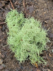 Usnea strigosa
