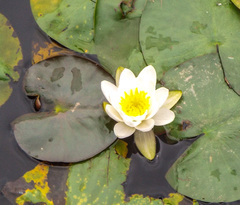 Nymphaea alba