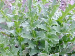 Carduus crispus