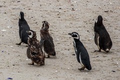 Spheniscus magellanicus