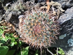 Mammillaria
