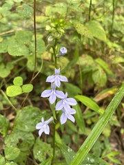 Lobelia amoena