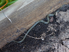 Lycodonomorphus inornatus